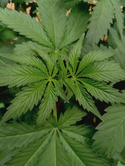 Permanent Bluez -Biotabs - Autopot. Week 8