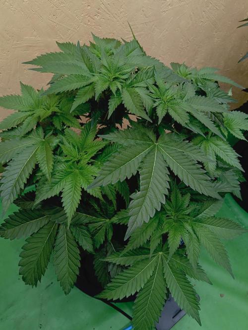 Permanent Bluez -Biotabs - Autopot. Week 8