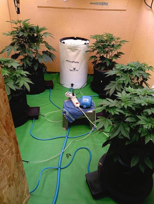 Permanent Bluez -Biotabs - Autopot. Week 8