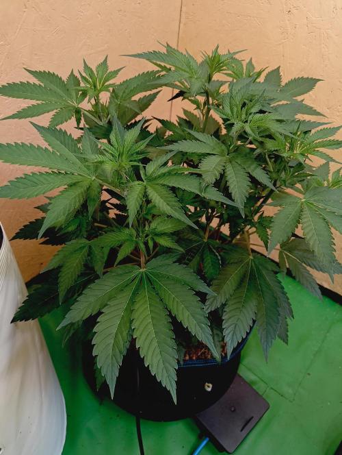 Autopot+Biotabs vs. Photoperiods #2026/1. Week 9