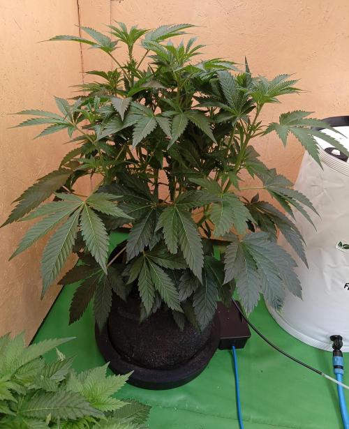 Autopot+Biotabs vs. Photoperiods #2026/1. Week 9