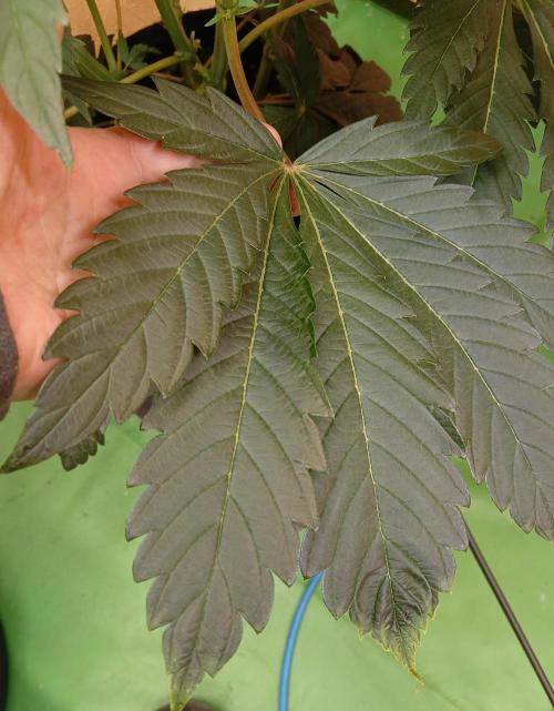 Autopot+Biotabs vs. Photoperiods #2026/1. Week 9