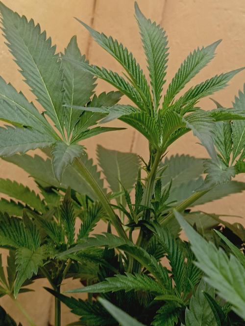 Autopot+Biotabs vs. Photoperiods #2026/1. Week 9