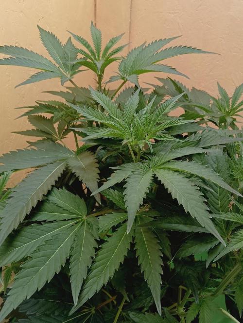 Autopot+Biotabs vs. Photoperiods #2026/1. Week 9