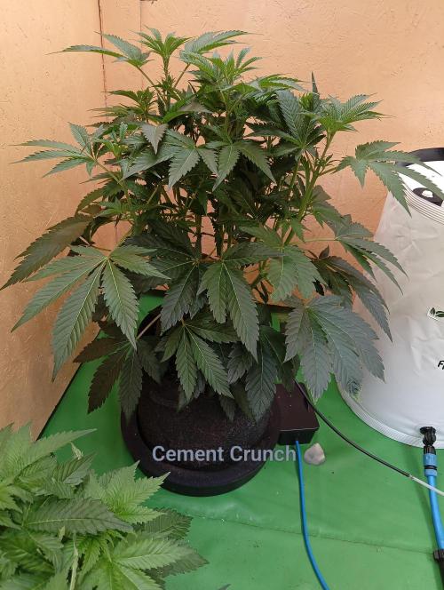 Autopot+Biotabs vs. Photoperiods #2026/1. Week 9