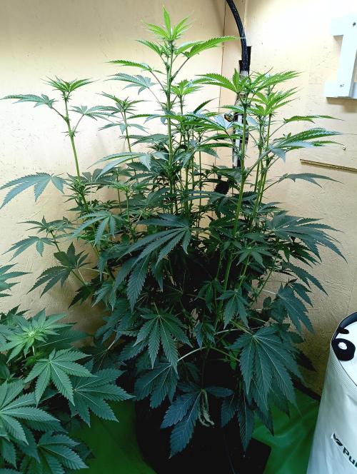 Autopot+Biotabs vs. Photoperiods #2026/1. Week 10