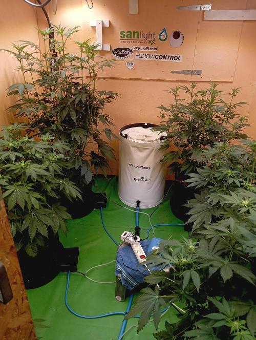 Permanent Bluez -Biotabs - Autopot. Week 9