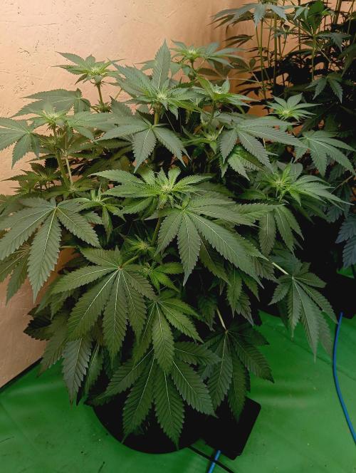 Permanent Bluez -Biotabs - Autopot. Week 9