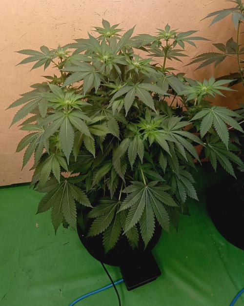 Permanent Bluez -Biotabs - Autopot. Week 9