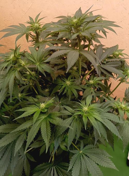 Permanent Bluez -Biotabs - Autopot. Week 9