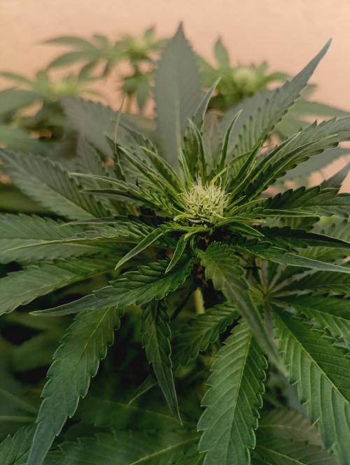 Permanent Bluez -Biotabs - Autopot. Week 9