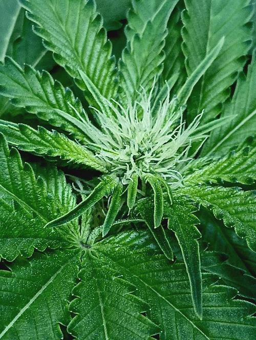 Permanent Bluez -Biotabs - Autopot. Week 9