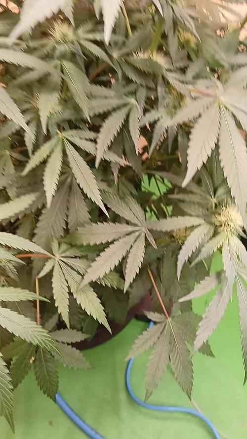 Permanent Bluez -Biotabs - Autopot