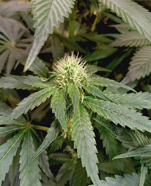 Permanent Bluez -Biotabs - Autopot. Week 10
