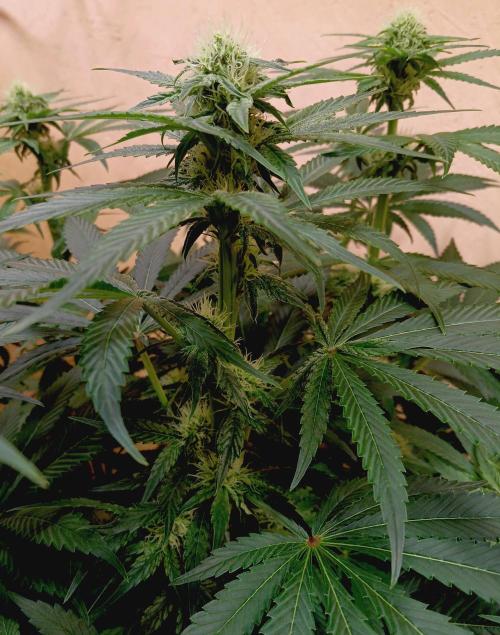 Permanent Bluez -Biotabs - Autopot. Week 10