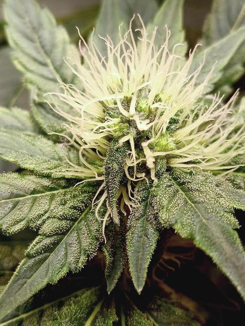 Permanent Bluez -Biotabs - Autopot. Week 10