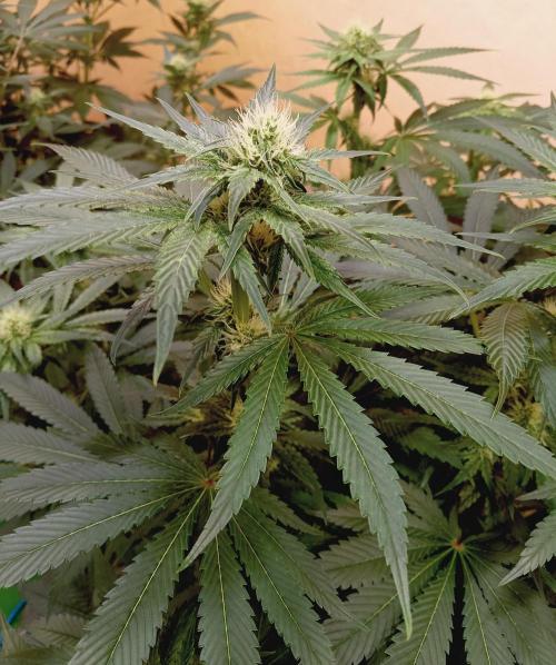 Permanent Bluez -Biotabs - Autopot. Week 10