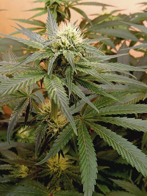 Permanent Bluez -Biotabs - Autopot. Week 10