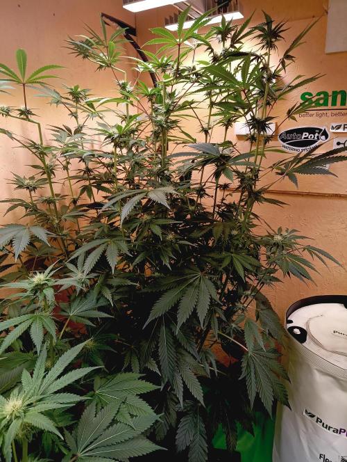Autopot+Biotabs vs. Photoperiods #2026/1. Week 11