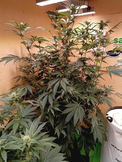 Autopot+Biotabs vs. Photoperiods #2026/1. Week 12