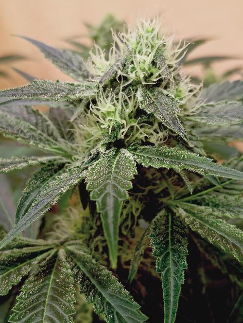 Permanent Bluez -Biotabs - Autopot. Week 11