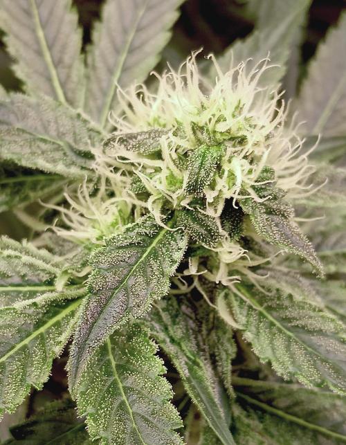 Permanent Bluez -Biotabs - Autopot. Week 11