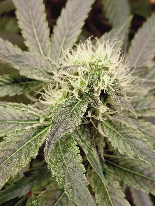 Permanent Bluez -Biotabs - Autopot. Week 11