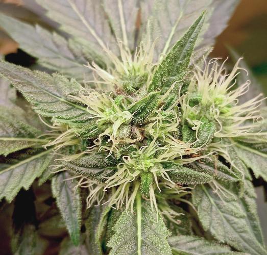 Permanent Bluez -Biotabs - Autopot. Week 11
