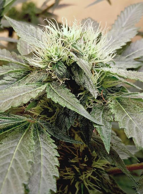 Permanent Bluez -Biotabs - Autopot. Week 11