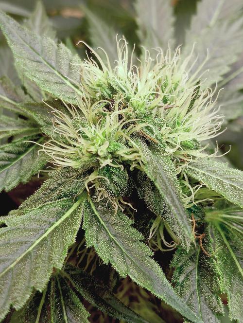 Permanent Bluez -Biotabs - Autopot. Week 11