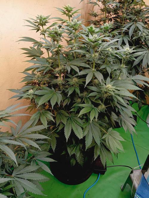Permanent Bluez -Biotabs - Autopot. Week 11