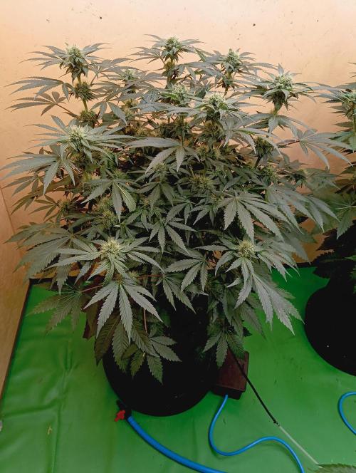 Permanent Bluez -Biotabs - Autopot. Week 11