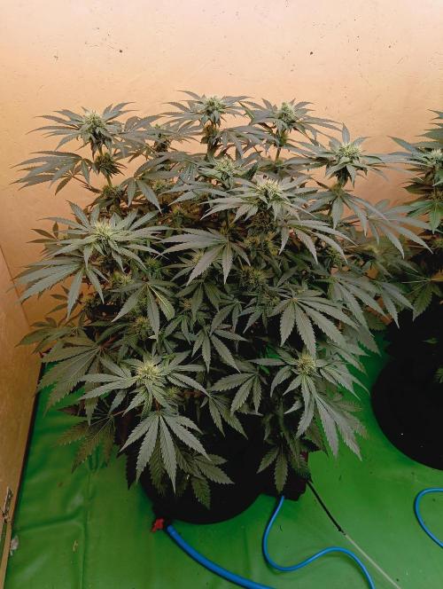 Permanent Bluez -Biotabs - Autopot. Week 11