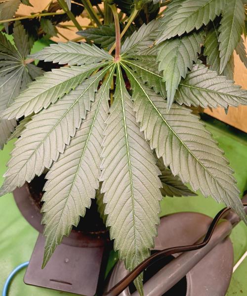 Permanent Bluez -Biotabs - Autopot. Week 11
