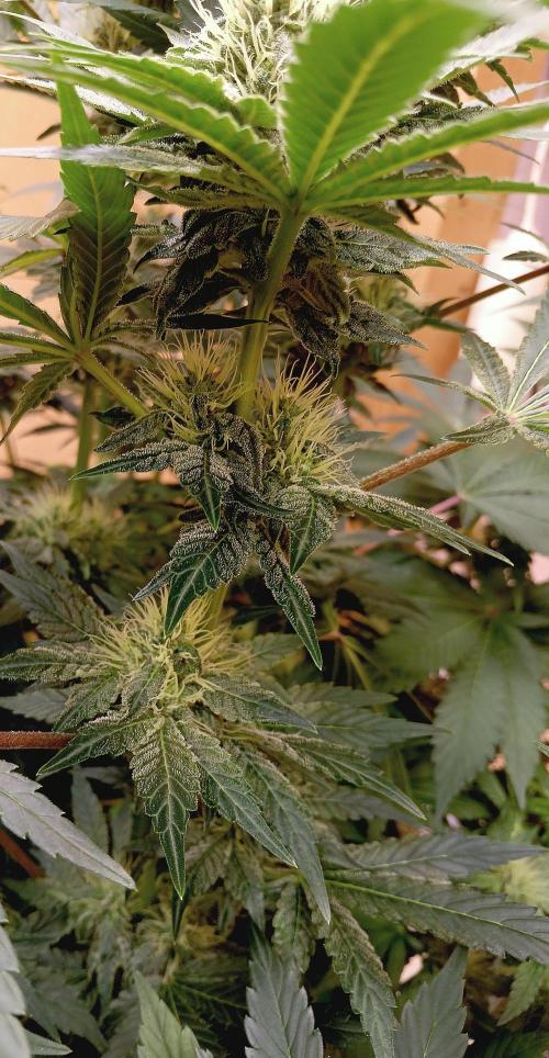 Permanent Bluez -Biotabs - Autopot. Week 11