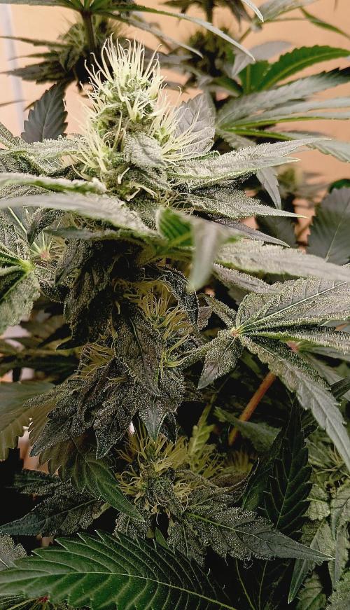 Permanent Bluez -Biotabs - Autopot. Week 11