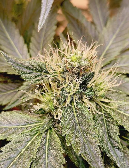 Permanent Bluez -Biotabs - Autopot. Week 11