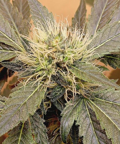 Permanent Bluez -Biotabs - Autopot. Week 11