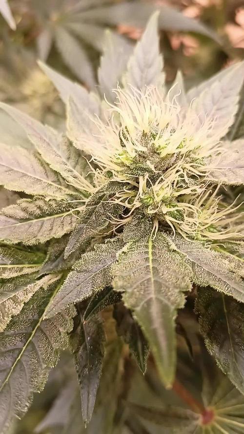 Permanent Bluez -Biotabs - Autopot
