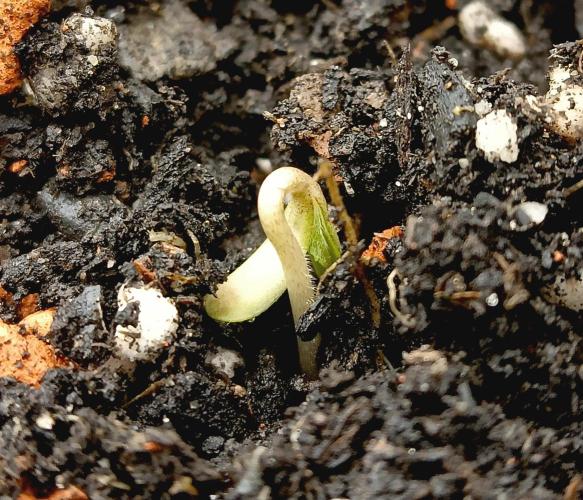 Autopot+Biotabs vs. Photoperiods #2026/2. Week 0