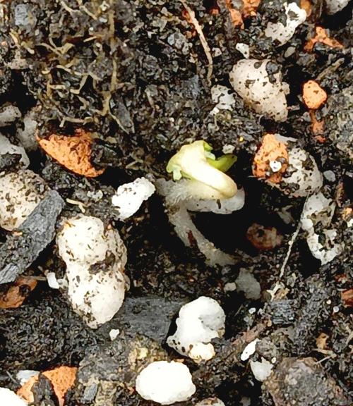 Autopot+Biotabs vs. Photoperiods #2026/2. Week 0