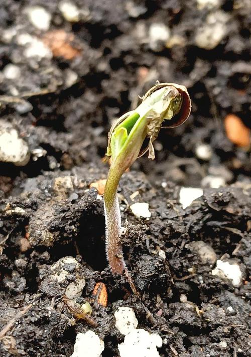 Autopot+Biotabs vs. Photoperiods #2026/2. Week 0