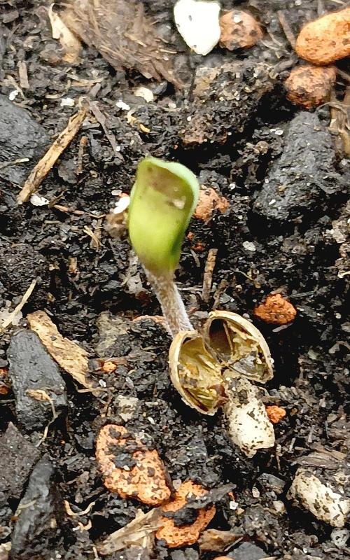 Autopot+Biotabs vs. Photoperiods #2026/3. Week 0
