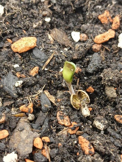 Autopot+Biotabs vs. Photoperiods #2026/3. Week 0