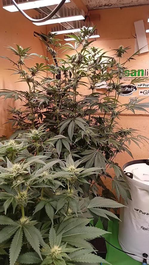Permanent Bluez -Biotabs - Autopot