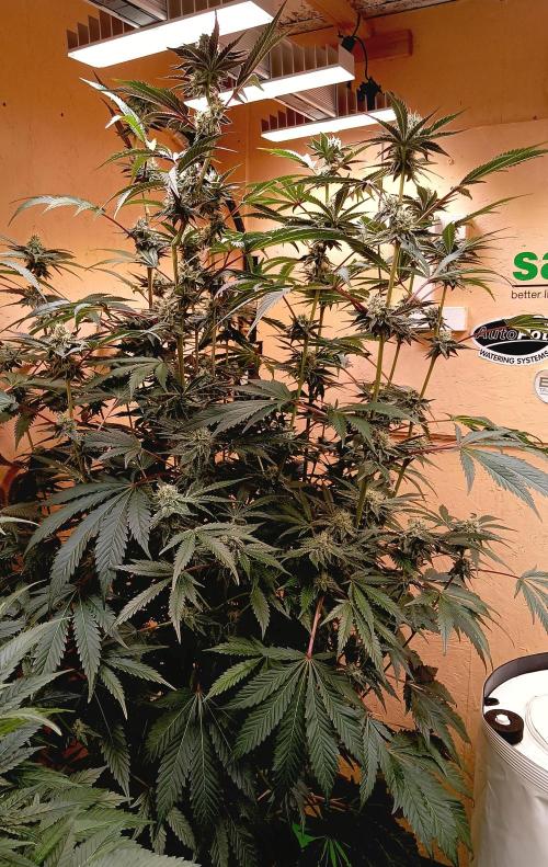 Autopot+Biotabs vs. Photoperiods #2026/1. Week 13