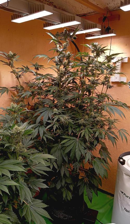 Autopot+Biotabs vs. Photoperiods #2026/1. Week 13