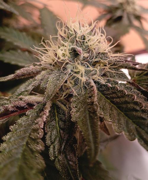 Autopot+Biotabs vs. Photoperiods #2026/1. Week 13