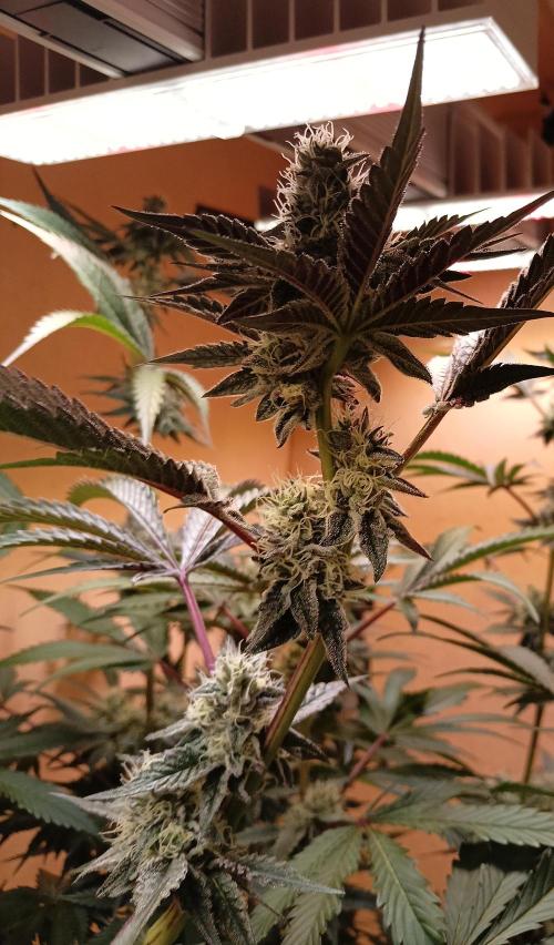 Autopot+Biotabs vs. Photoperiods #2026/1. Week 13