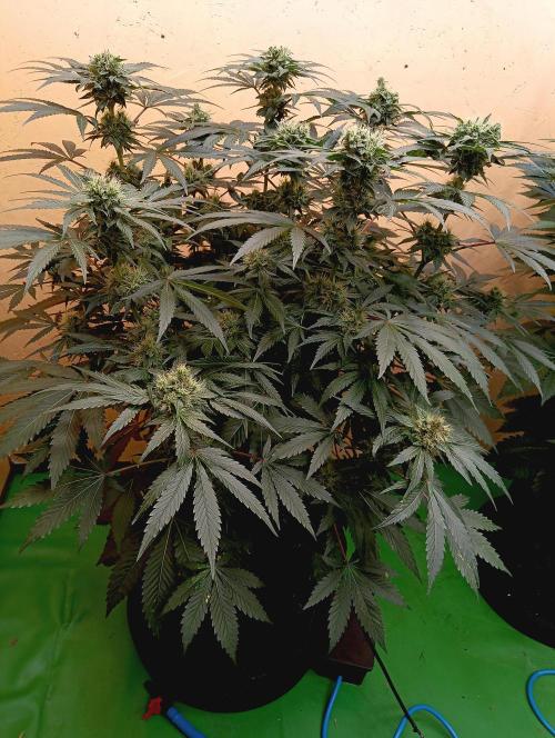 Permanent Bluez -Biotabs - Autopot. Week 12